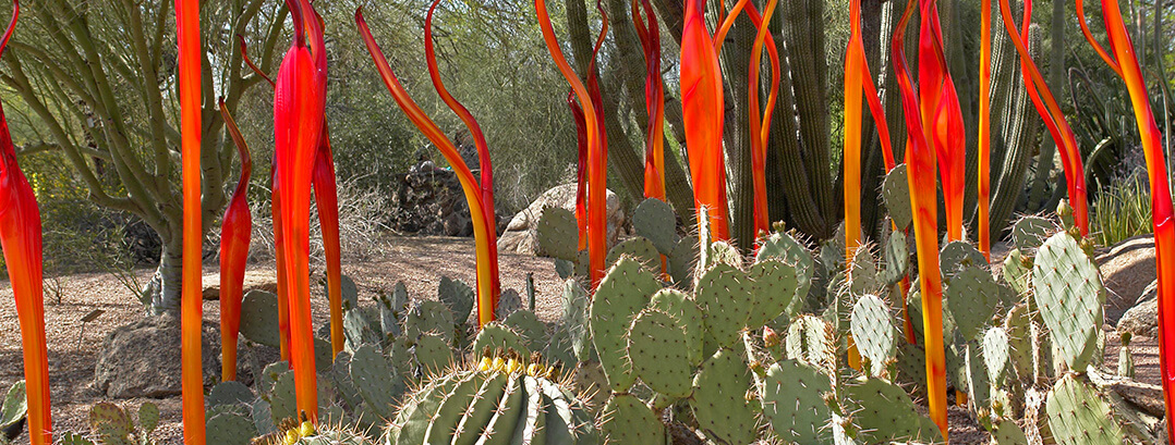 Desert Botanical Gardens - Phoenix attractions
