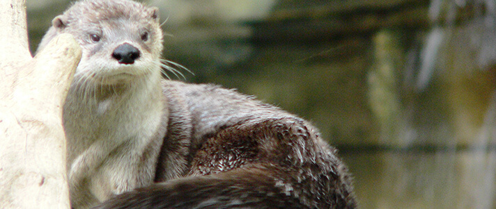 North American river otter at Akron Zoo