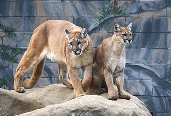 Mountain lions at Chattanooga Zoo